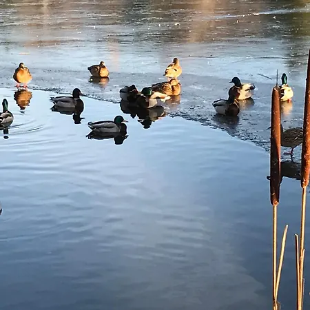 Koehnke 4, Harzhahnenklee, 1-2 Pers Appartamento *