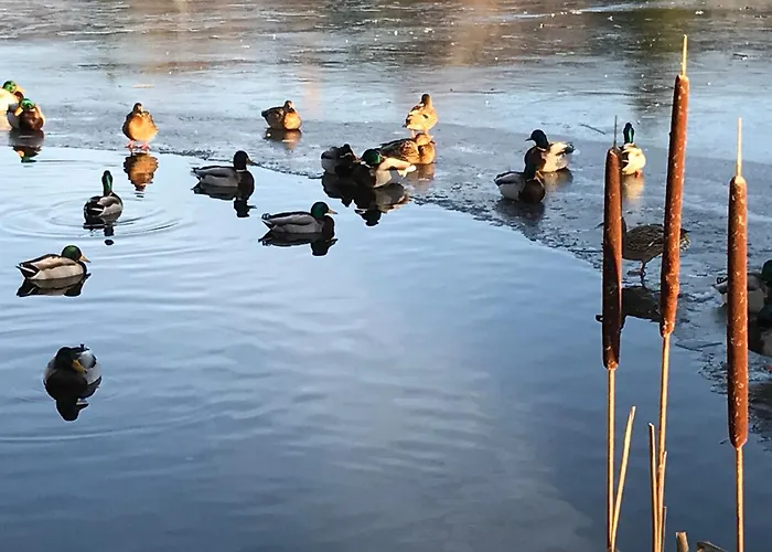 Harzfewo Koehnke 4 Appartement *